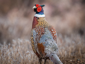 Frosty Ring-necked pheasant