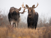 Moose Conversations (1)