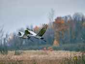 Sandhill Cranes in migration