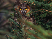 Long-eared owl 2023