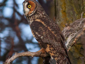 Long-eared owl 