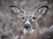 Young Deer Buck