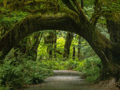 Olympic National Park