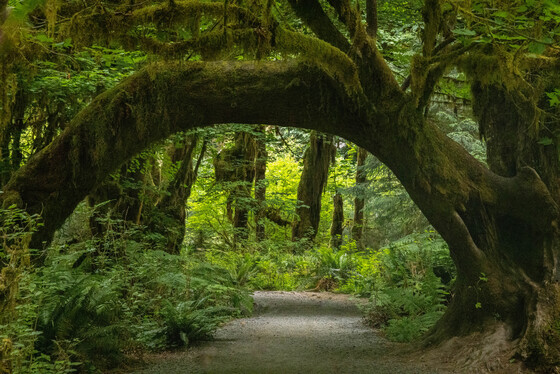 Olympic National Park