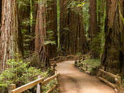 Redwood National Park