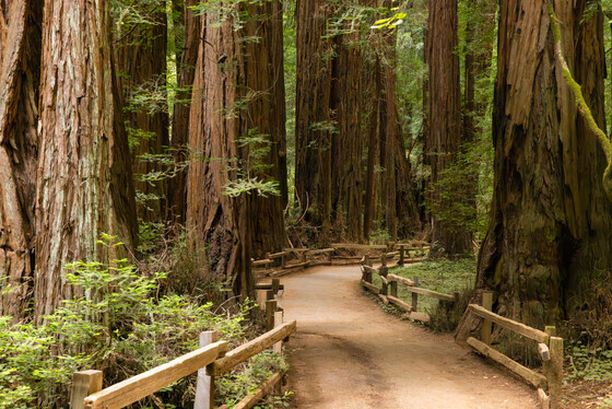 Redwood National Park