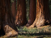 Yosemite National Park