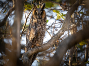 Long Eared Owl