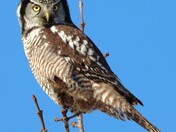 Northern Hawk-Owl