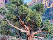 Zion National Park