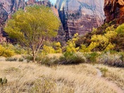 Zion National Park