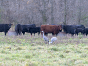 Cranes for dinner
