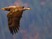 Chasing down dinner…