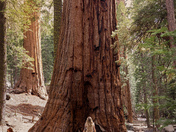 King's Canyon National Park 