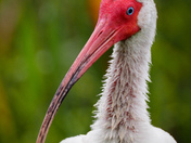 Florida Everglades 