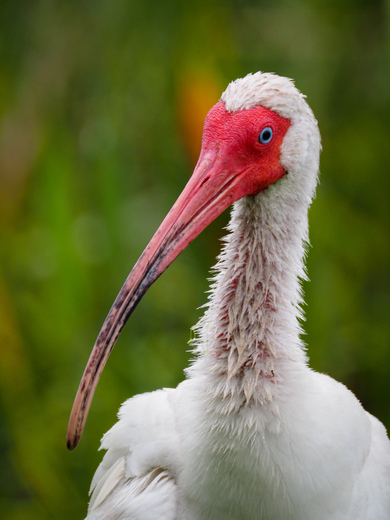 Florida Everglades 