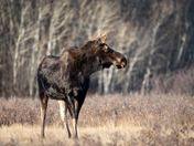Dry Island Moose Encounter