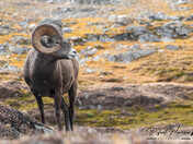 Big Horn Ram 