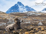 Big Horn Ram 