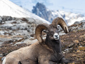 Big Horn Ram 