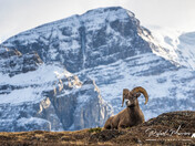 Big Horn Ram 