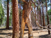 Kings Canyon National Park