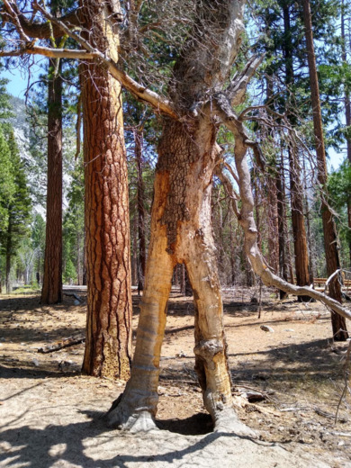 Kings Canyon National Park