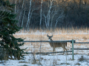 Watching Me Watch Him #2