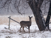 Watching Me Watch Her #1