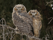 Siblings