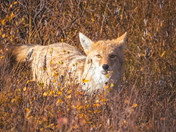 Coyote in Golden Grasses