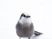 Portrait of a Grey Jay