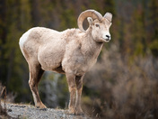 Bighorn on Icefields