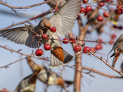 Pretty Bird