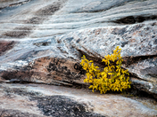 Natural Bridges National Monument