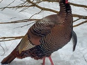 Turkey