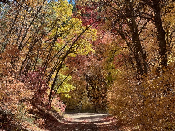 Cibola National Forest 