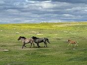 Theodore Roosevelt National Park 