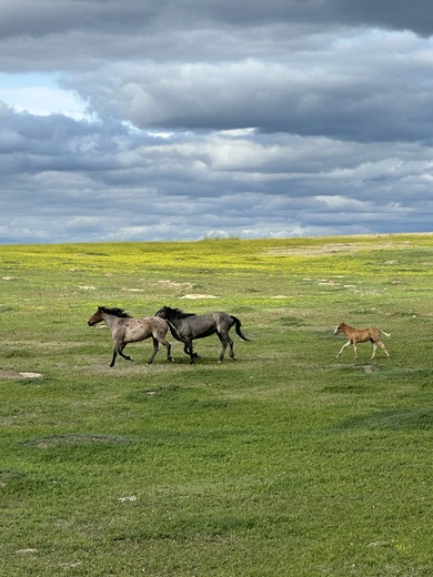Theodore Roosevelt National Park 