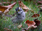 White-throated Sparrow
