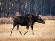 Heading for High Ground