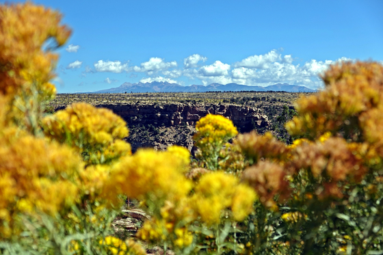 Mesa Verde National Park