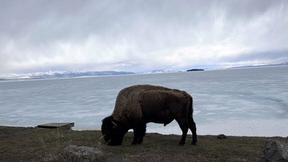 Yellowstone National Park