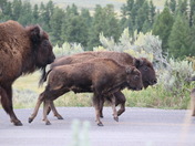 Yellowstone National Park 