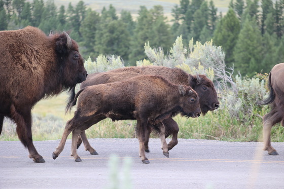 Yellowstone National Park 