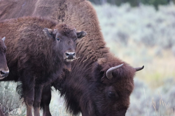 Yellowstone National Park 