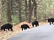 Great Smoky Mountains National Park
