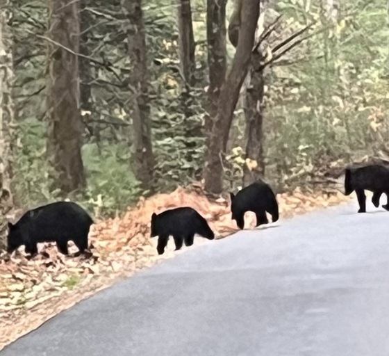 Great Smoky Mountains National Park