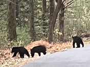 Great Smoky Mountains National Park