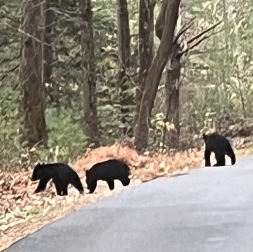 Great Smoky Mountains National Park